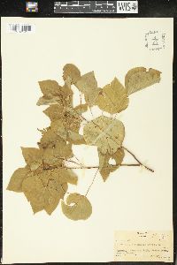 Image of Homalanthus nutans