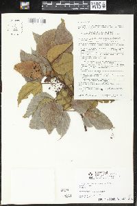 Homalanthus populneus image