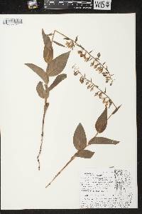 Epipactis helleborine image