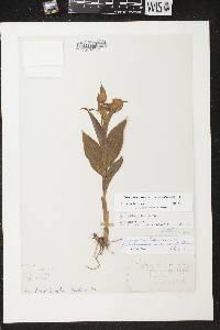 Cypripedium parviflorum var. pubescens image