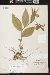 Cypripedium parviflorum var. pubescens image