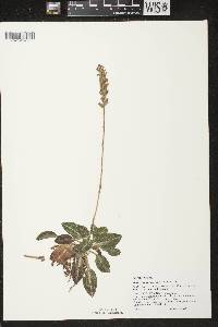 Goodyera pubescens image