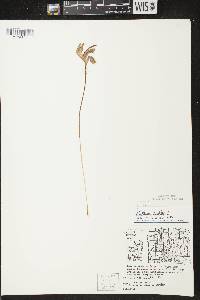 Arethusa bulbosa image