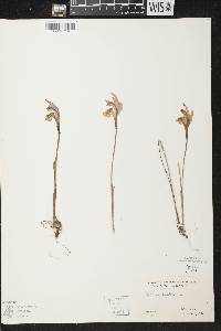 Arethusa bulbosa image