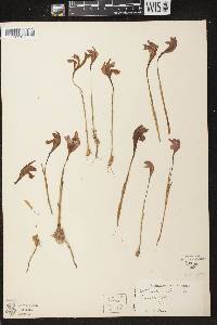 Arethusa bulbosa image