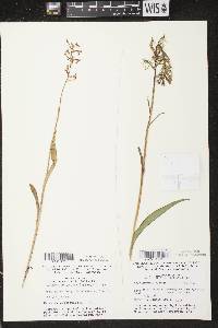 Platanthera lacera image