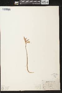 Arethusa bulbosa image