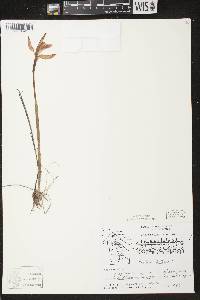 Arethusa bulbosa image