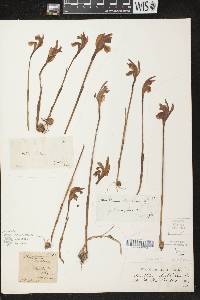 Arethusa bulbosa image