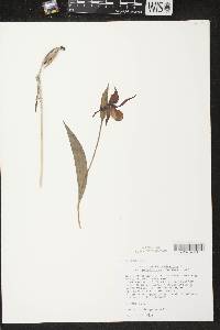 Cypripedium parviflorum var. makasin image