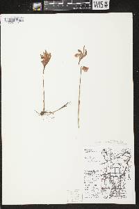 Arethusa bulbosa image