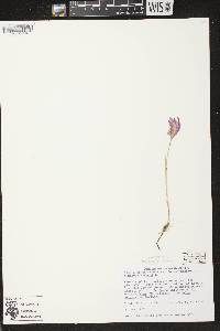 Arethusa bulbosa image