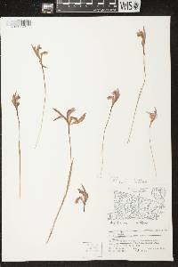 Arethusa bulbosa image