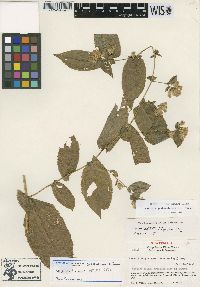 Acourtia guatemalensis image