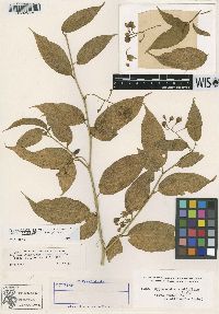 Solanum diversifolium subsp. chloranthum image