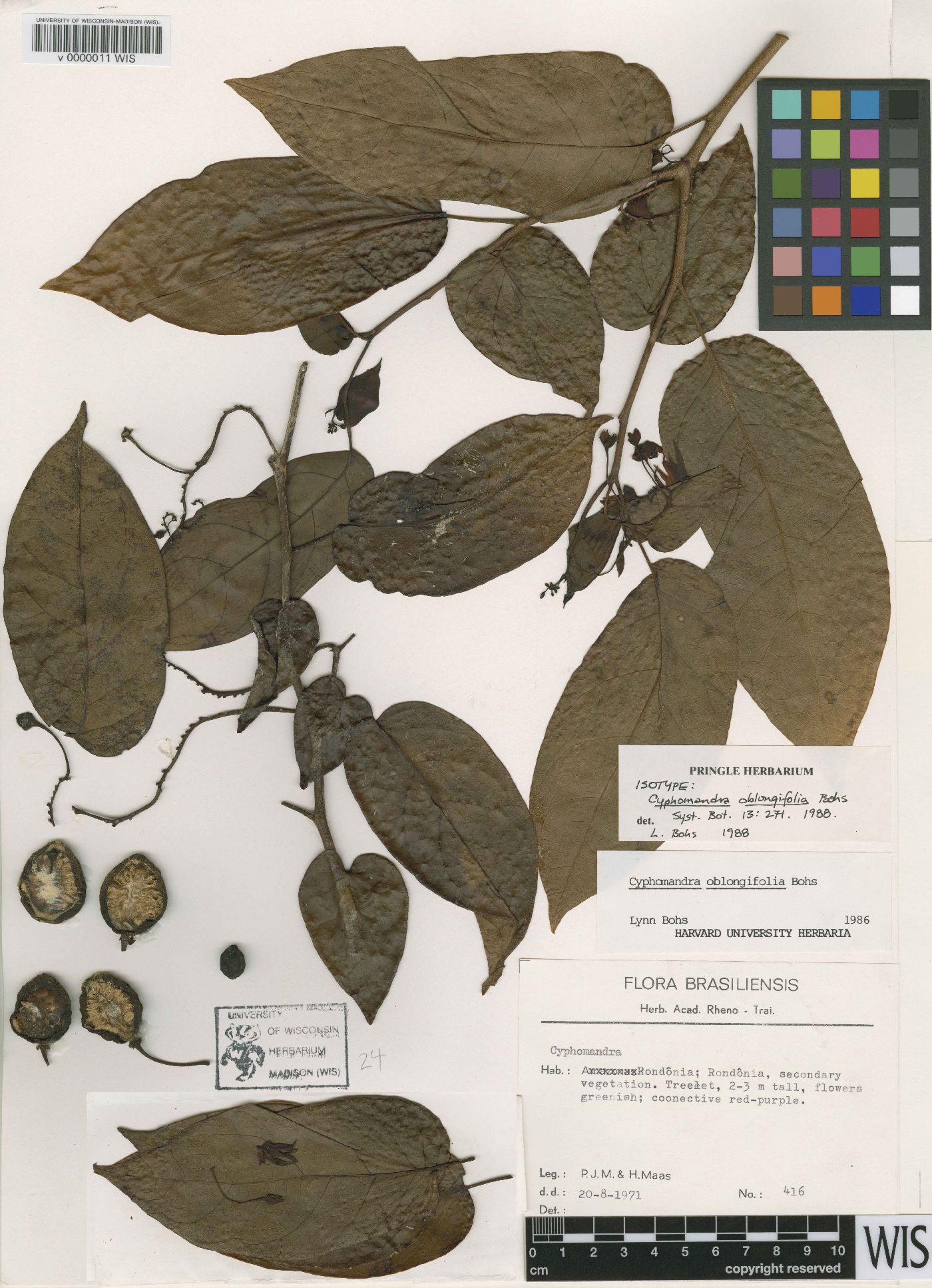 Cyphomandra oblongifolia image