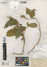 Solanum inelegans image