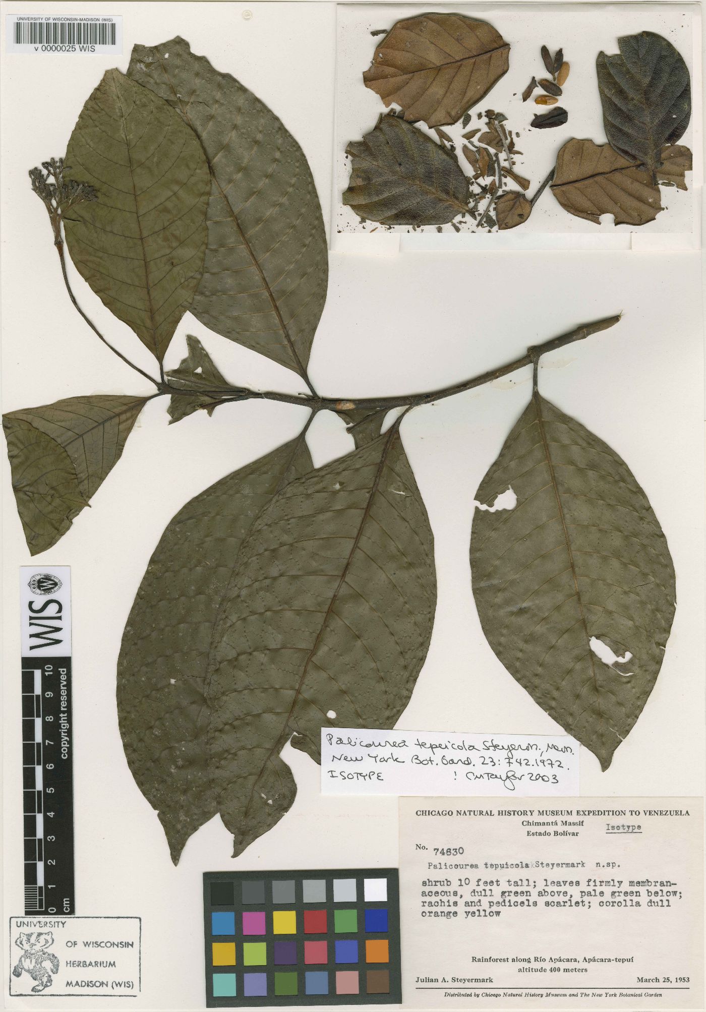 Palicourea tepuicola image