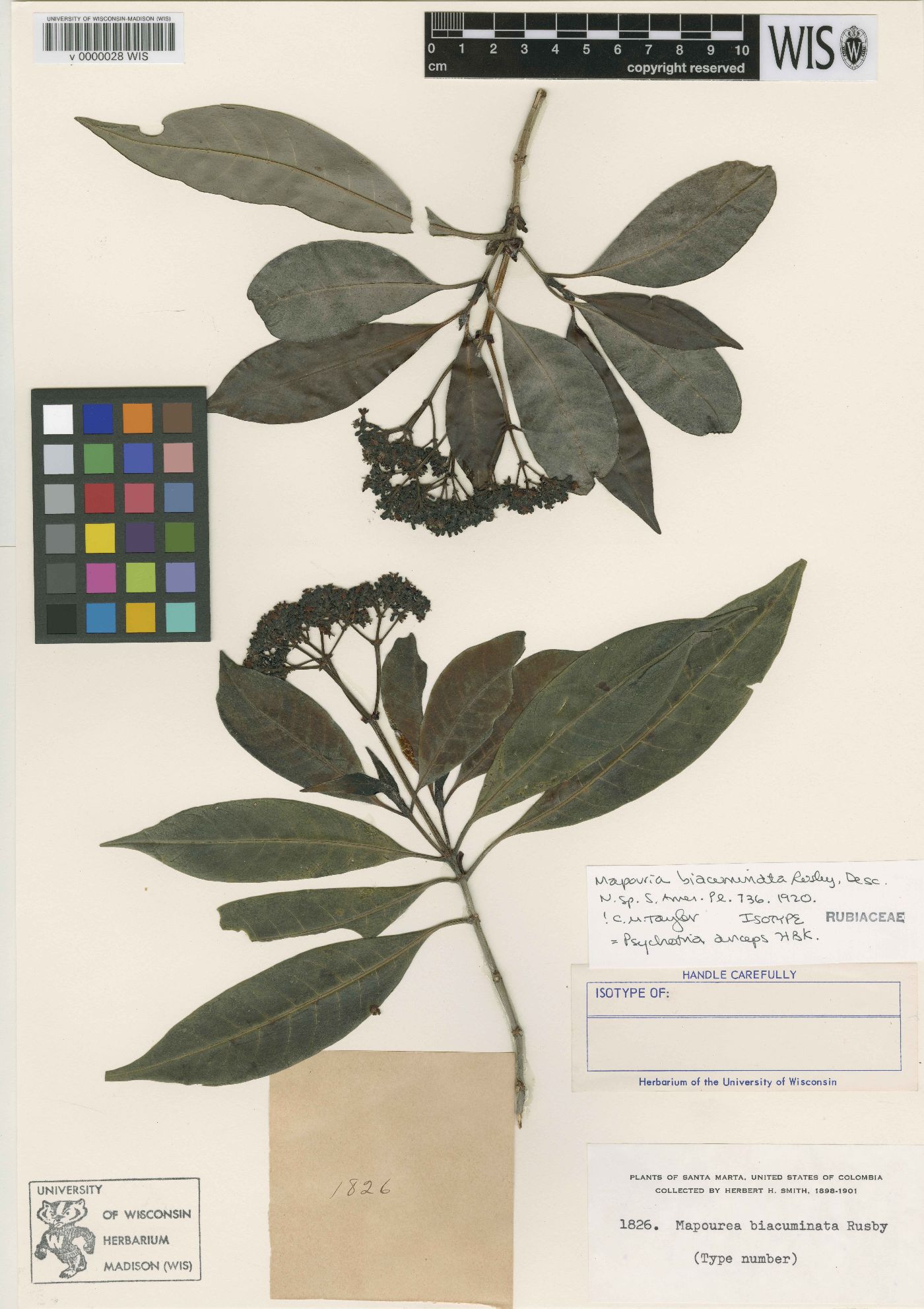 Psychotria anceps image
