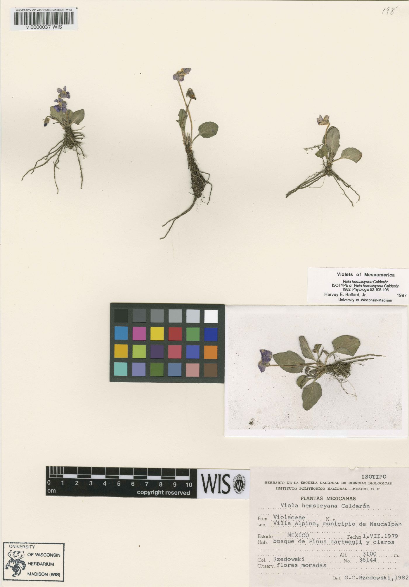 Viola hemsleyana image