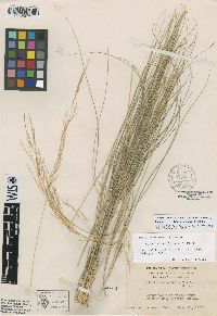 Aristida tenuifolia image