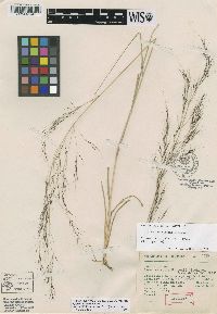 Aristida hintonii image