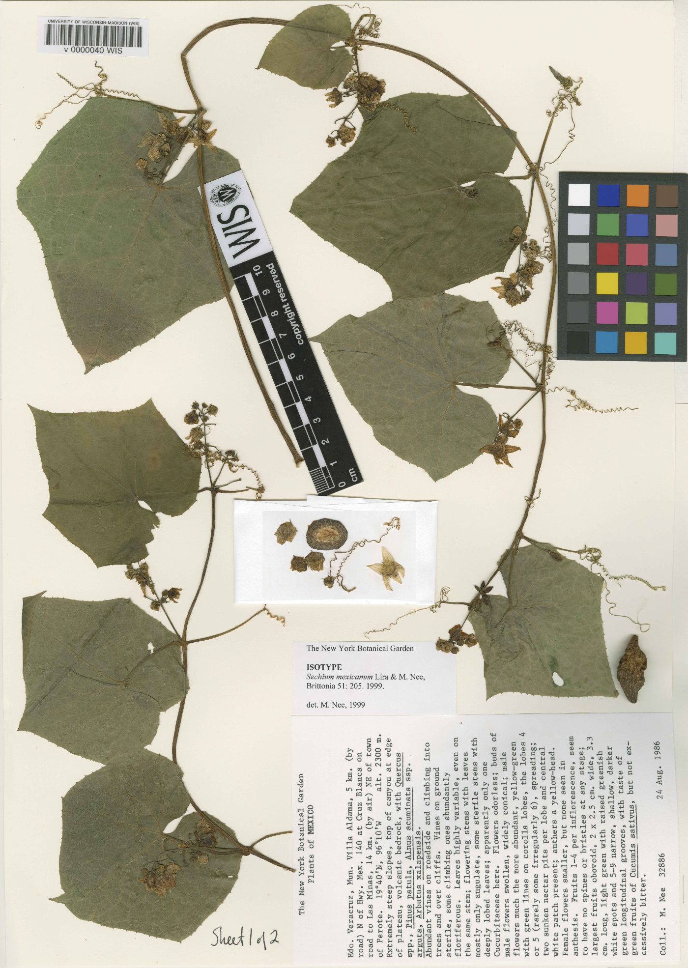Sechium mexicanum image