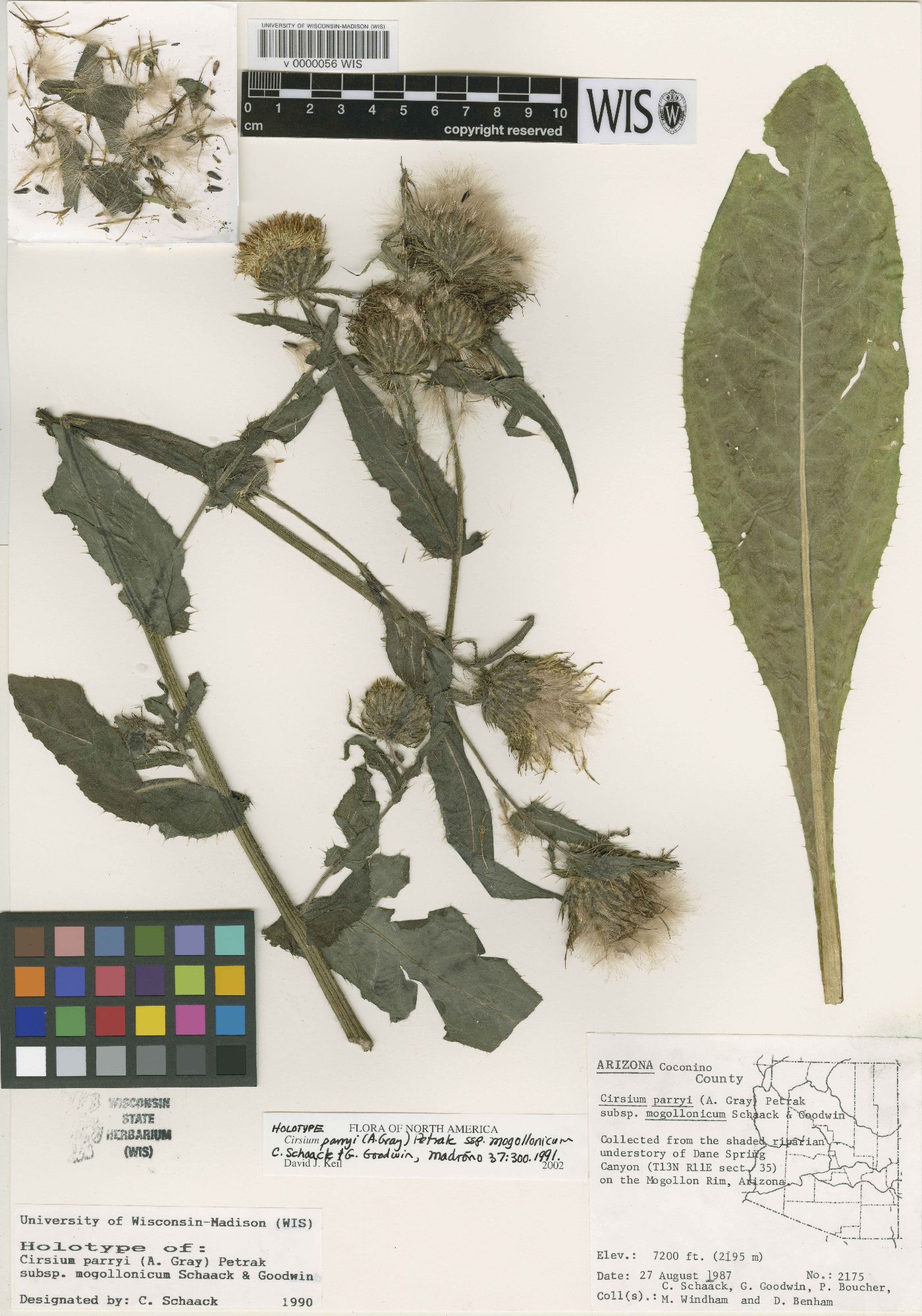 Cirsium parryi subsp. mogollonicum image