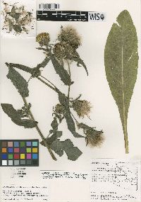 Cirsium parryi image