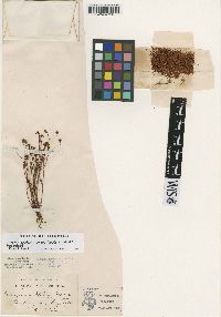 Eriogonum nortonii image