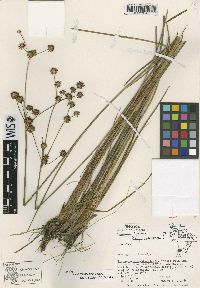 Image of Juncus chiapasensis