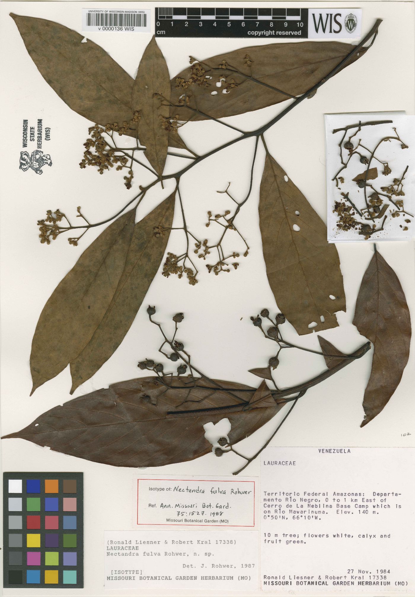 Nectandra fulva image