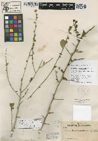 Hybanthus yucatanensis image