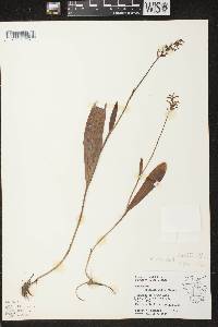 Platanthera clavellata image