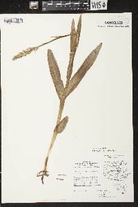 Platanthera huronensis image