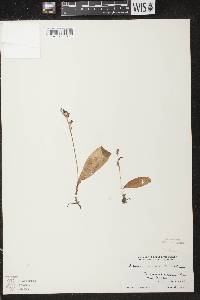 Platanthera obtusata image