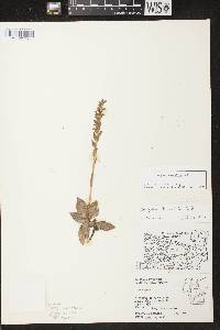 Goodyera tesselata image