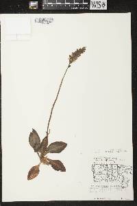 Goodyera pubescens image