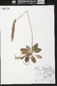 Goodyera pubescens image