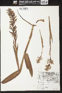 Platanthera lacera image