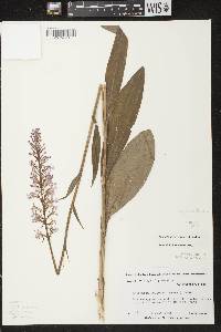 Platanthera psycodes image