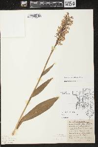 Platanthera psycodes image