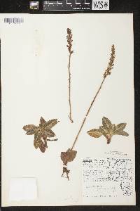 Goodyera pubescens image