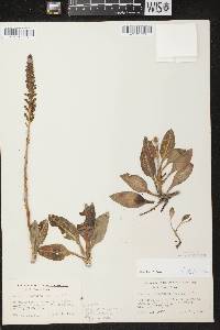 Goodyera pubescens image