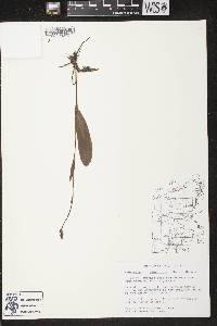 Platanthera clavellata image