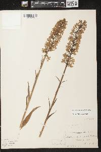 Platanthera psycodes image