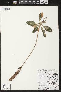 Goodyera pubescens image