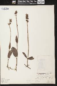 Platanthera clavellata image