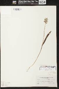 Platanthera clavellata image