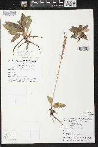 Goodyera tesselata image